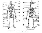 Pierre Belon - The skeletons of birds and humans