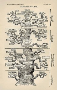 Tree of Life as depicted by Ernst Haeckel