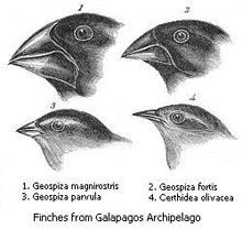 Beak variation in the finches of the Galápagos Islands